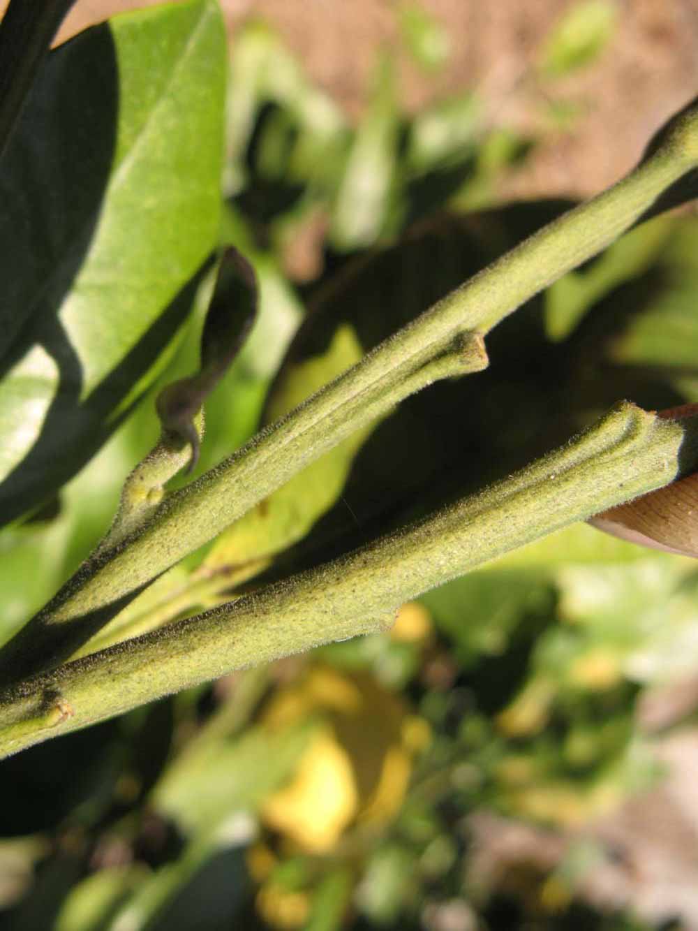              First year twig (Winter Haven, FL)       